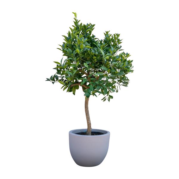 Sinaasappelboom - 200 cm - ¿40