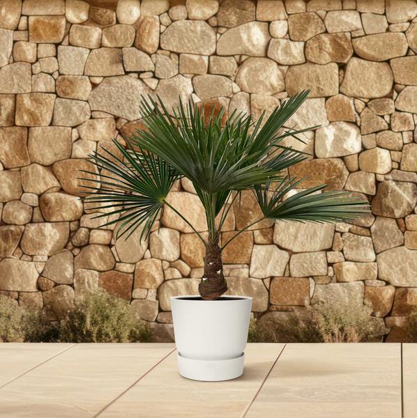 Trachycarpus - 100cm- ¯21
