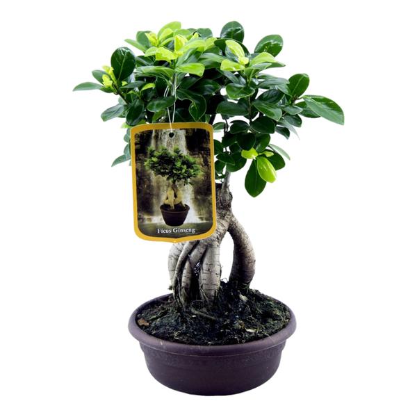 Ficus Microcarpa Ginseng - 30 cm - ¯17cm