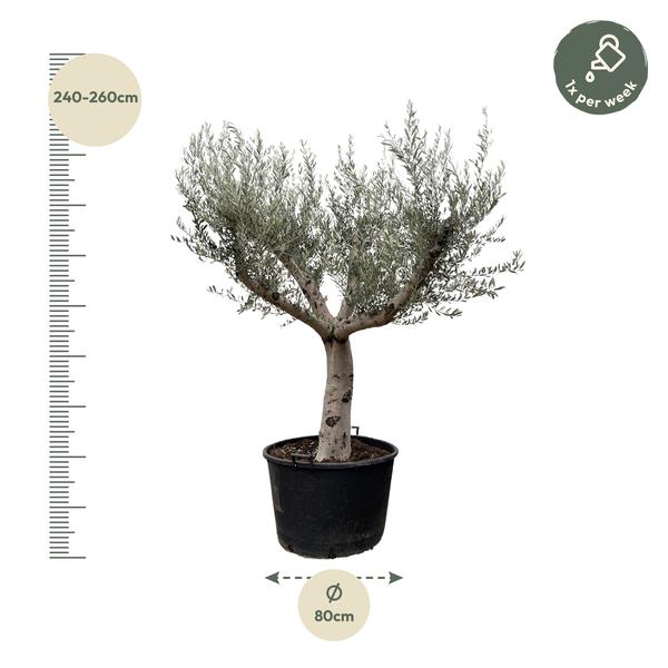 Olea Europaea Cultivo - 250cm- ¯80