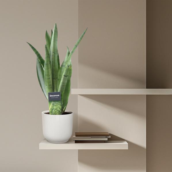 Sansevieria Spearmint - 45 cm - ¿12