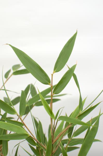 Fargesia rufa - Niet woekerende bamboe - Ø29cm - ↕80cm - Ø23 - ↨80cm