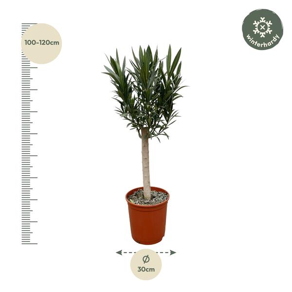 Nerium Oleander op stam met rode bloem - 110cm - ¯22