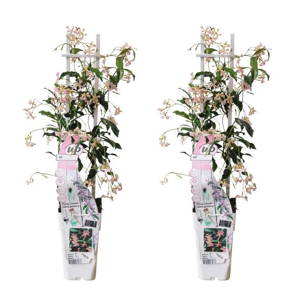 2x - Trachelospermum 'Star of Ibiza' - _65cm - ¯15