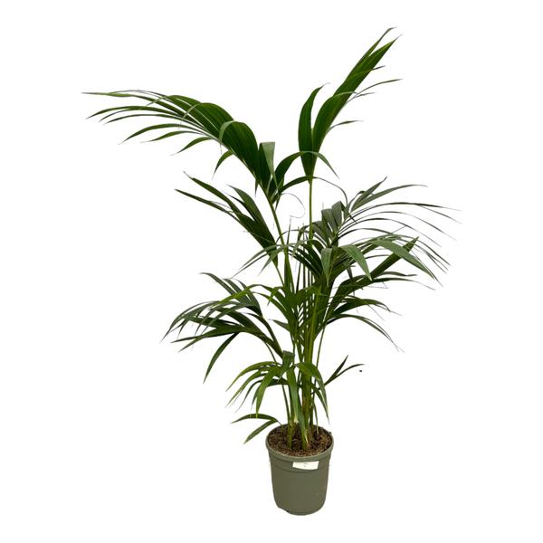 Kentia Palm - 130 cm - ¯21cm