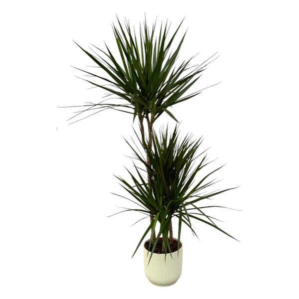 Dracaena Marginata - _120cm - ¯21cm inclusief elho Vibes Fold Round wit D22xH20