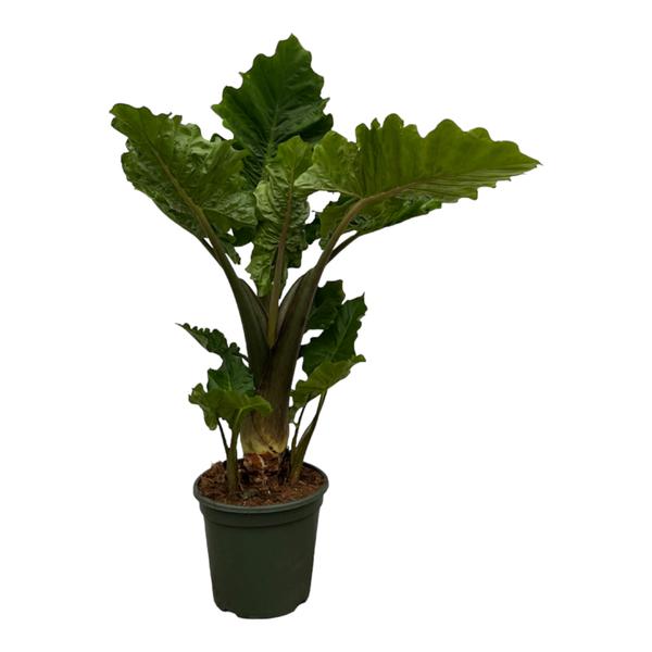 Alocasia Low Raider - 75 cm - ¯26cm