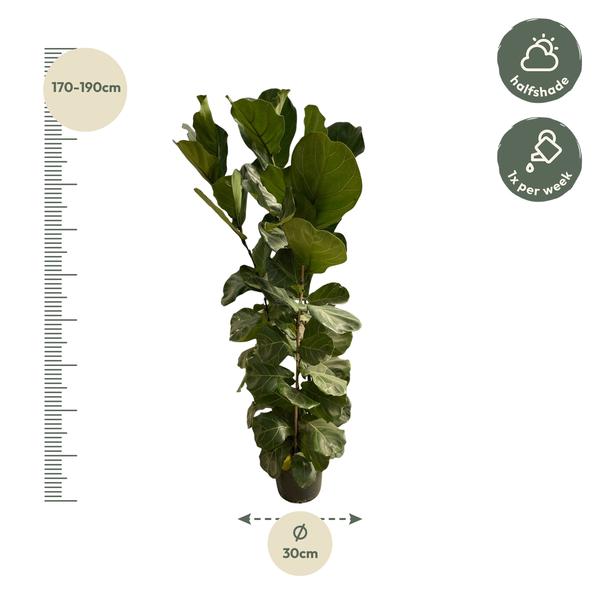 Ficus Lyrata struik - 180 cm - ¯30