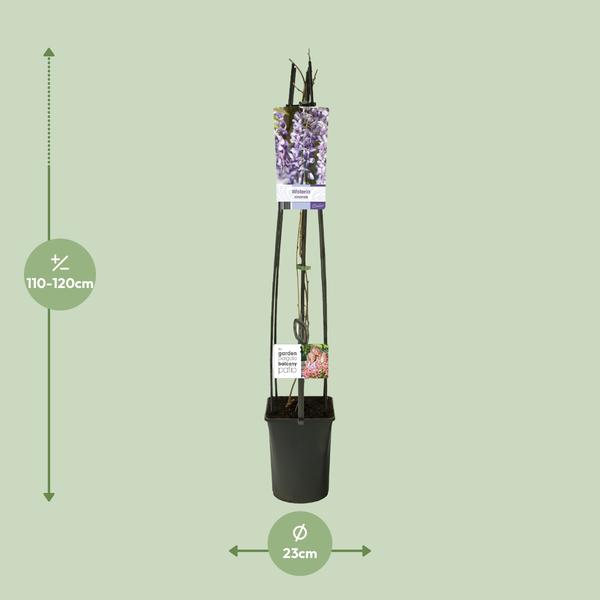 Wisteria Sinensis +light Label - Ø23cm - ↕115cm