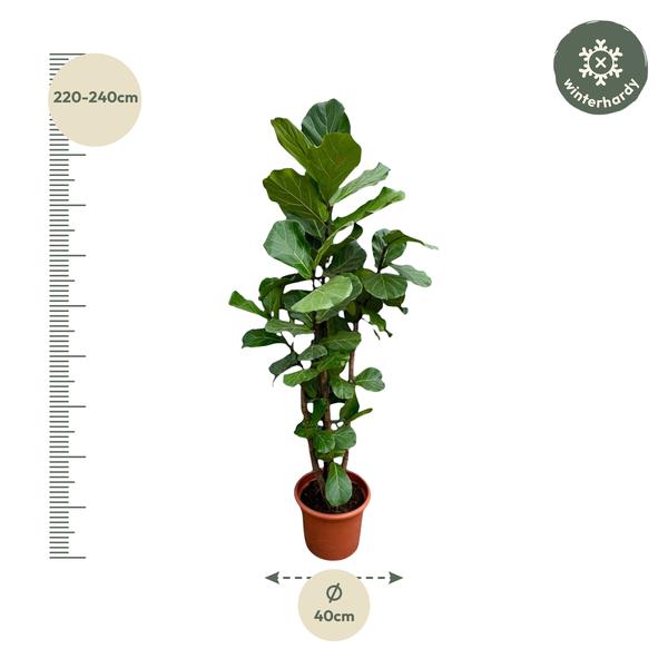 Ficus Lyrata vertakt XXL - 220cm - ¿40
