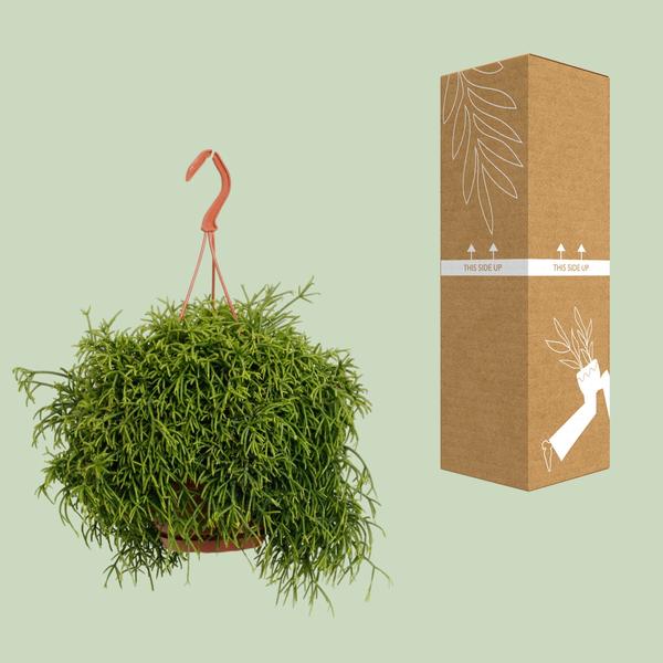 Rhipsalis Baccifera Oasis - Ø17cm - ↕45cm