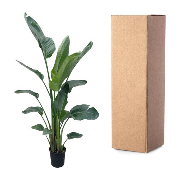 Strelitzia Nicolai XXL - 210 cm - ¿27