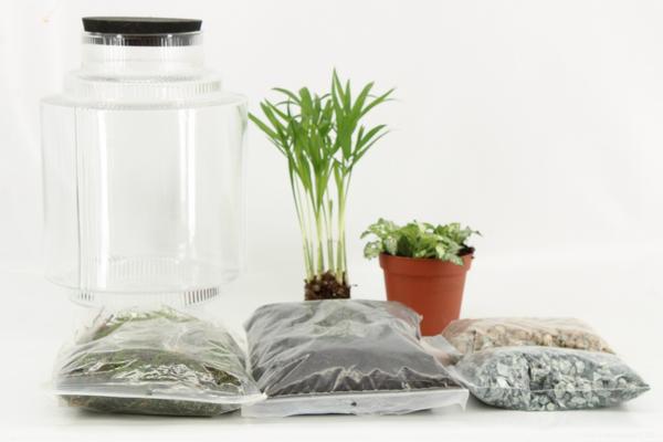 Terrarium Arrangement (DIY) - Ø17cm - ↕25cm