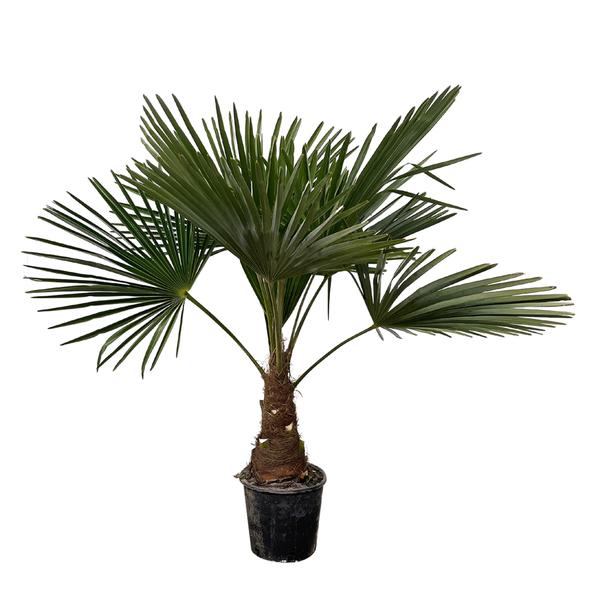 Trachycarpus - 100cm- ¯21