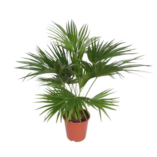 Livistona Chinensis - 170 cm - ¿27