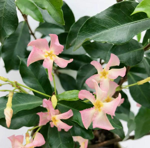 2x - Trachelospermum 'Star of Ibiza' - _65cm - ¯15