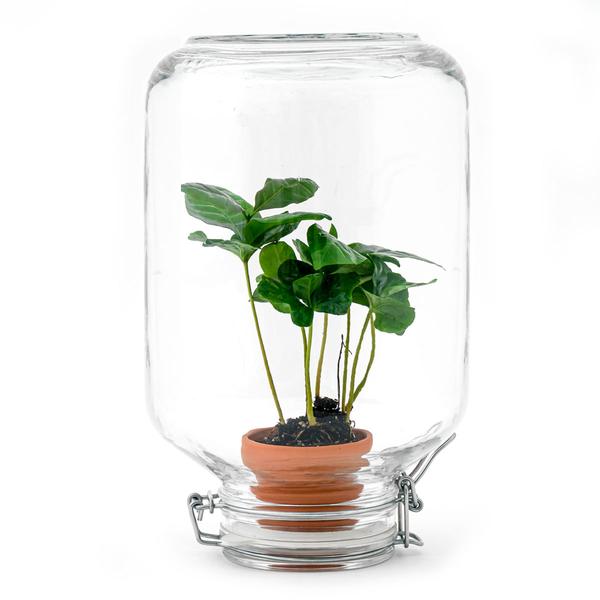 Easyplant - Coffea Arabica - Mini-ecosysteem