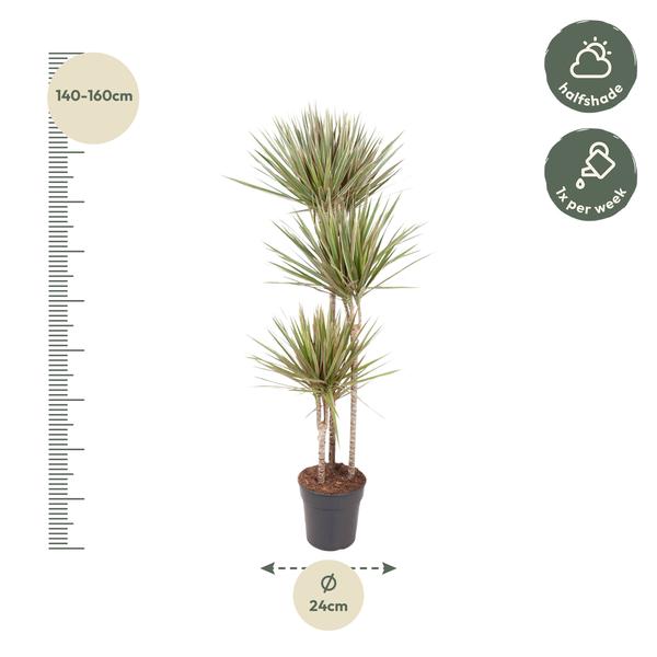 Dracaena Bicolor - 150 cm - ¿24