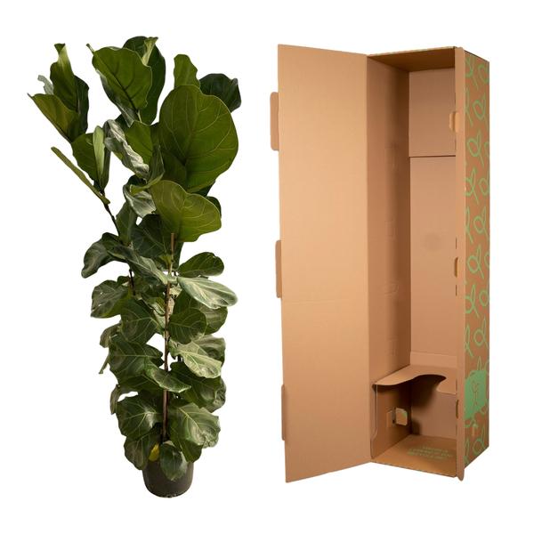 Ficus Lyrata struik - 180 cm - ¯30