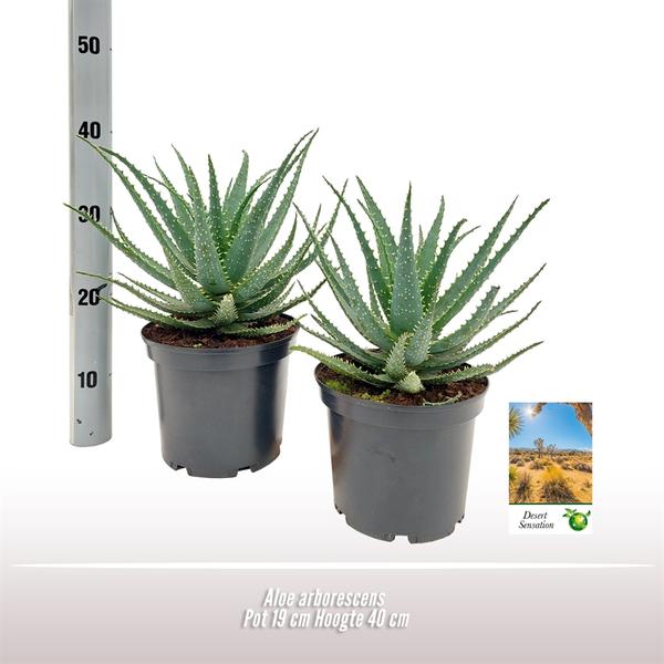 Aloe Arborescens - Ø19 ↕35