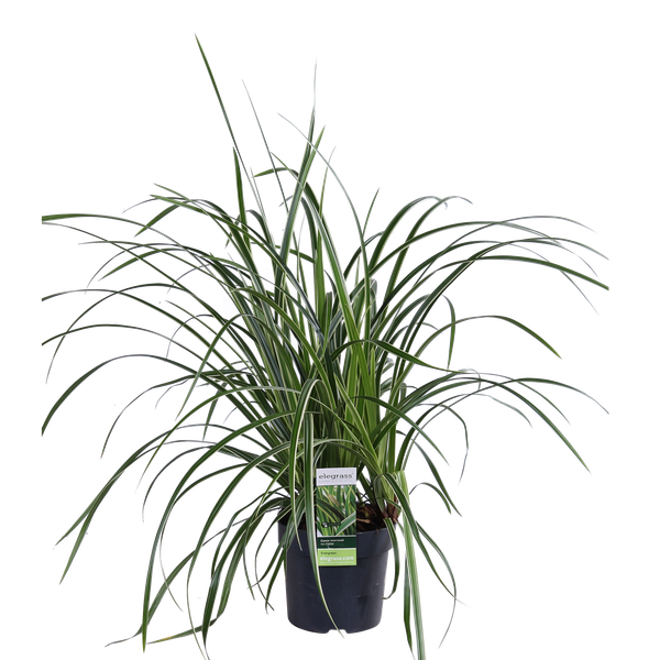 3x - Carex morrowii 'Ice Dance' - _30cm - ¯14