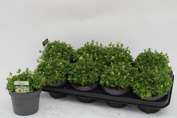 Saxifraga (Arendsii Grp) Touran Limegreen - Ø13cm - ↕15cm