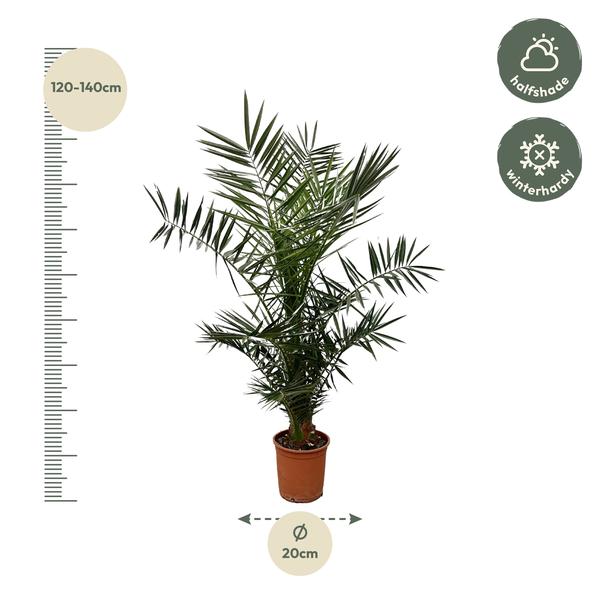 Phoenix Canariensis - 130cm- ¿20