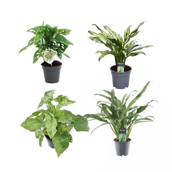 Groen mix 4 planten - Monstera obliqua 'Monkey Leaf' - 25 cm - ¿12 - Aglaonema Juliette - 40 cm - ¿12 - Syngonium Mottled - 25 cm - ¿12 - Aglaonema Cutlass - 40 cm - ¿12