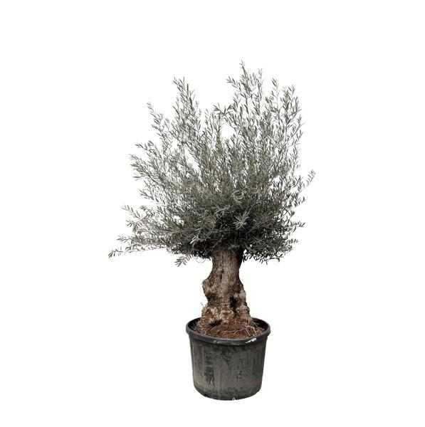 Olea Europaea Bonsai - 225cm- ¯80