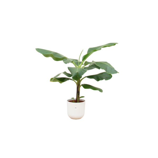 Combi deal - Bananenplant (Musa) inclusief elho Jazz Round wit ¯23 - 100 cm
