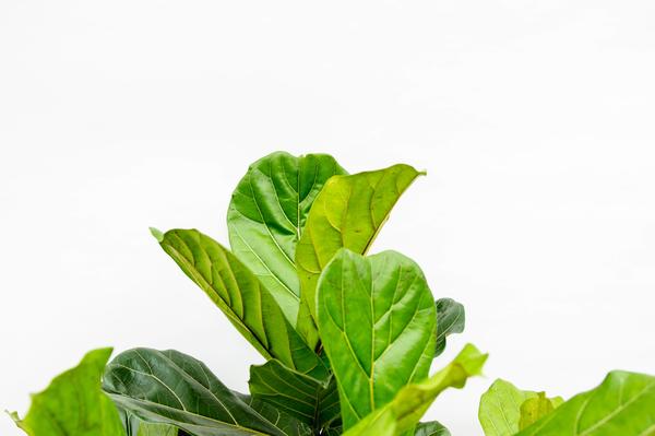 Ficus Lyrata vertakt XXL - 220cm - ¿40