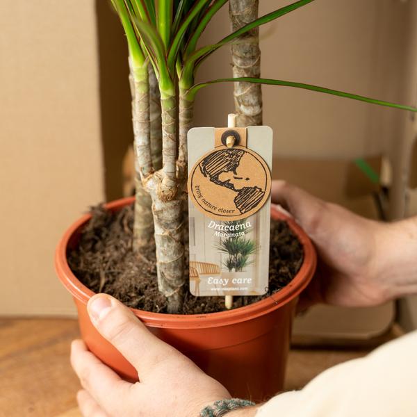 Dracaena _70cm - ¯17cm + Yucca _90cm - ¯17cm