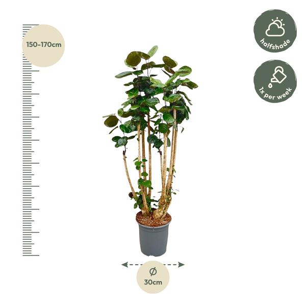 Polysicas Fabian XXL - 150 cm - _30