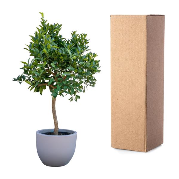 Sinaasappelboom - 200 cm - ¿40