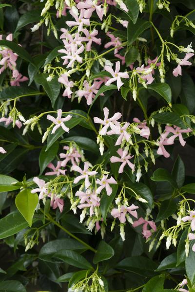 2x - Trachelospermum 'Star of Ibiza' - _65cm - ¯15