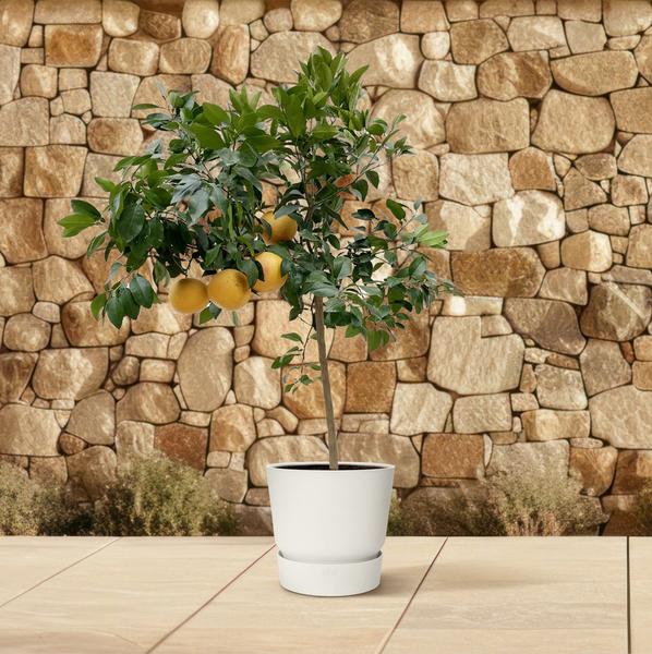 Citrus Pompelmo - 150 cm - ¿40