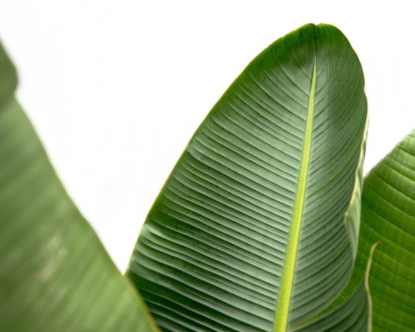 Strelitzia Augusta de luxe XXL - 250cm - ¿38
