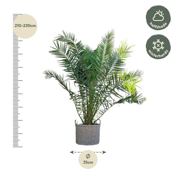 Phoenix Canariensis - 300cm - ¿50