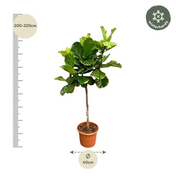 Ficus Lyrata boom XXL - 200 cm - ¿40