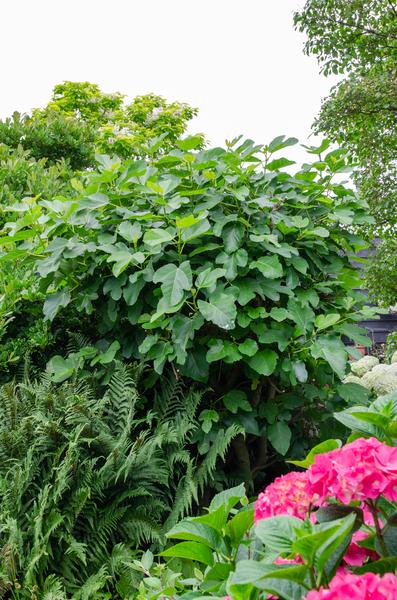 Ficus Gustissimo Perretta - Ø19cm - ↕50cm - Ø19 - ↨50cm