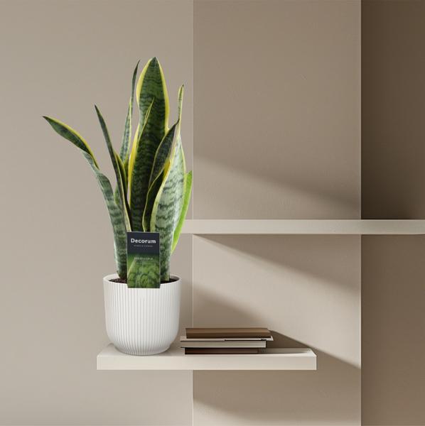 Sansevieria Laurentii - 45 cm - ¿12