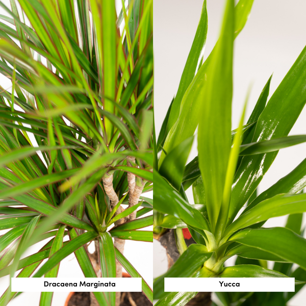 Dracaena _70cm - ¯17cm + Yucca _90cm - ¯17cm
