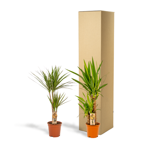 Dracaena _70cm - ¯17cm + Yucca _90cm - ¯17cm