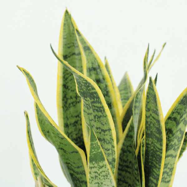 2x Sansevieria Laurentii - Vrouwentong - 40cm - ¿14