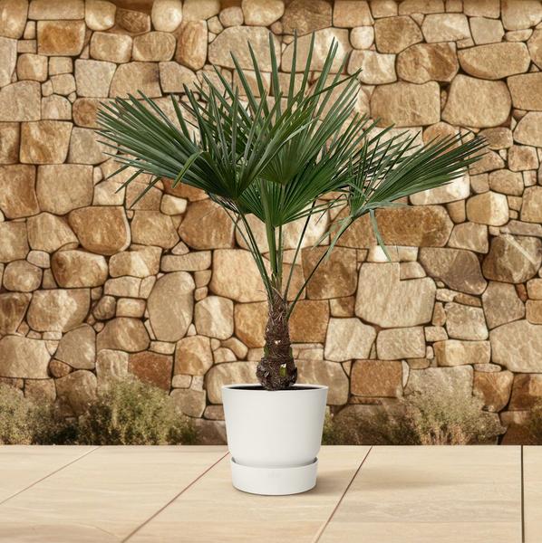 Trachycarpus - 120cm- ¯21