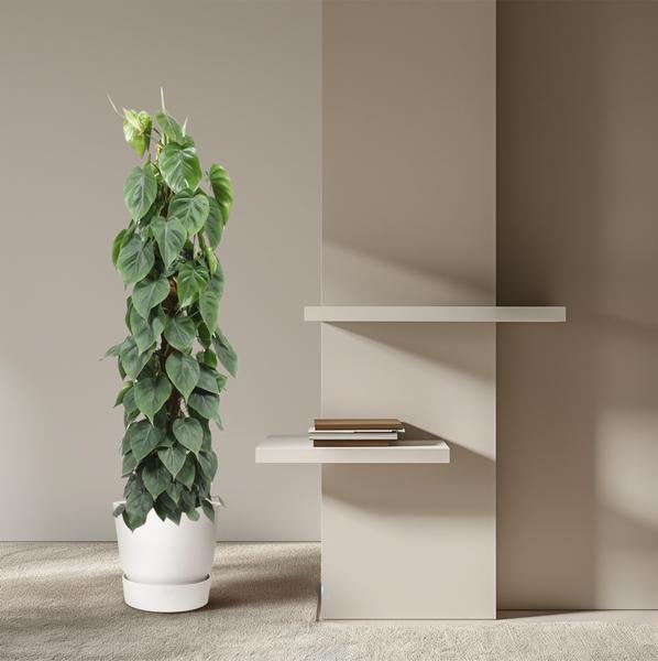 Philodendron Scandens mosstok - 150 cm - ¿27