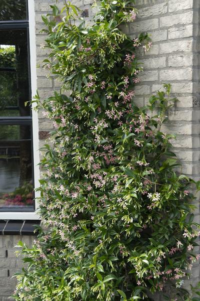 2x - Trachelospermum 'Star of Ibiza' - _65cm - ¯15