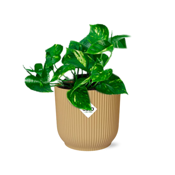 Epipremnum Pinnatum ÔAureumÕ in ELHO Vibes Fold 14cm geel