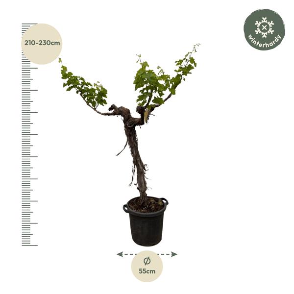 Druivenboom (Vitis Vinifera) stam vertakt - 220cm - ¿55
