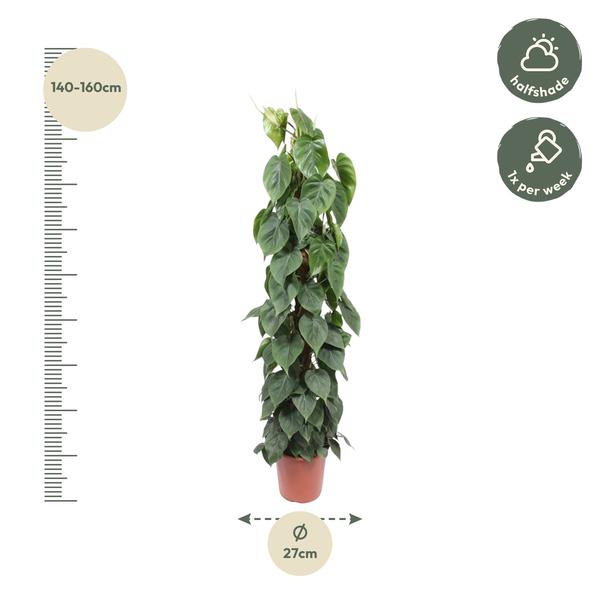 Philodendron Scandens mosstok - 150 cm - ¿27
